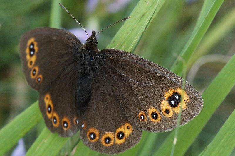 Voorjaarserebia, Erebia medusa (BG)