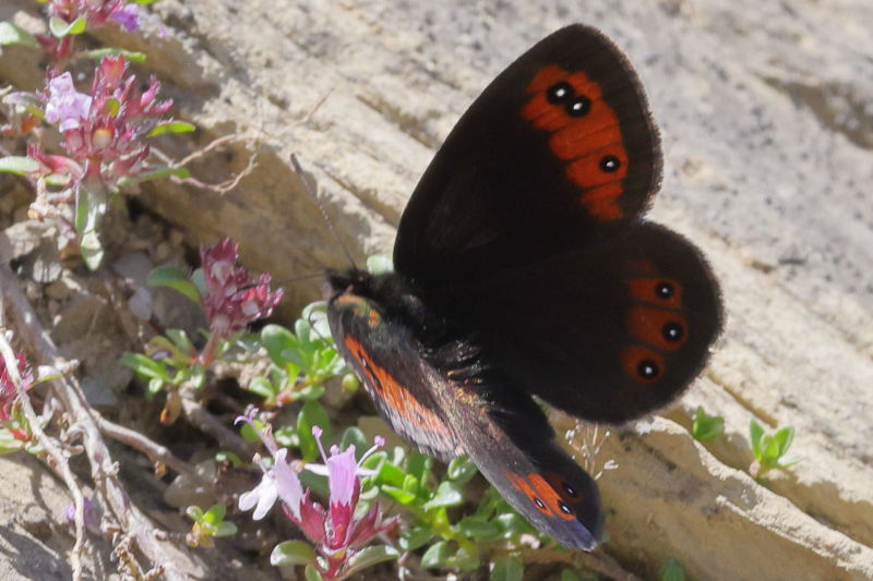 Donkere erebia, Erebia meolans (E)