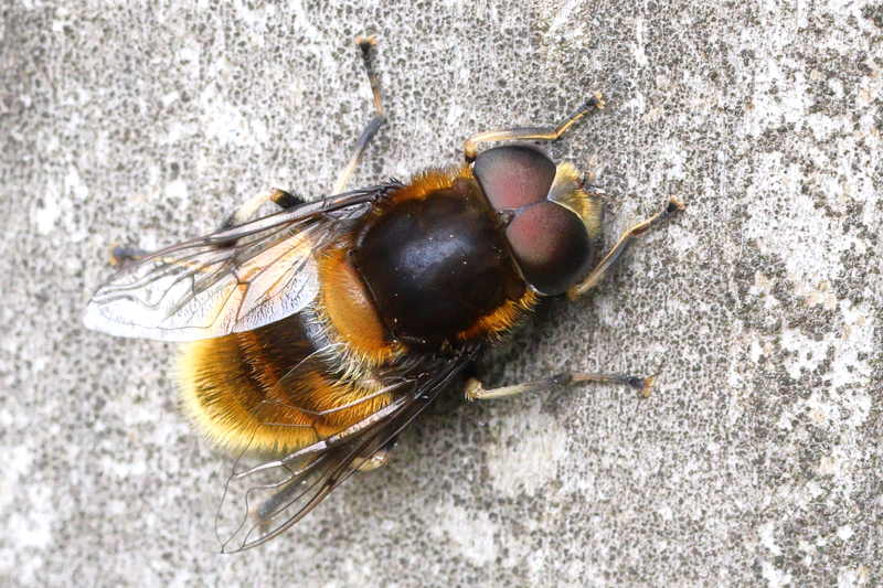 Eristalis intricaria, Hommelbijvlieg ♂