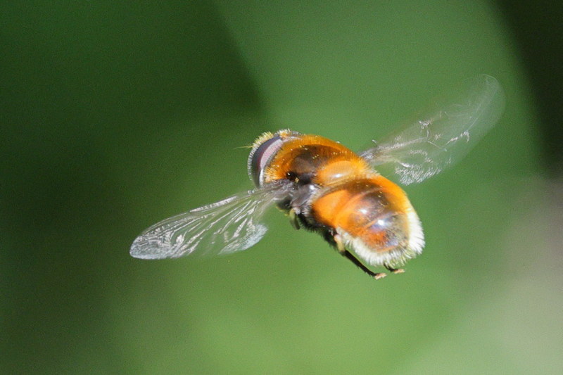 Eristalis intricaria, Hommelbijvlieg ♂