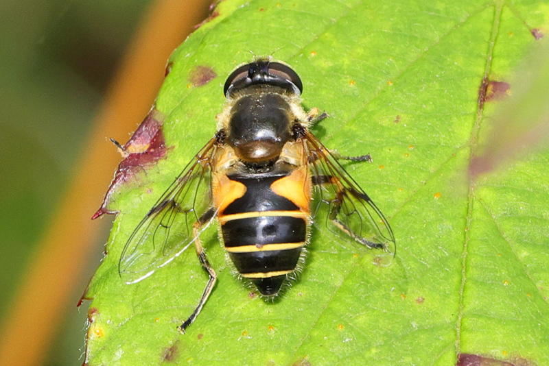 Eristalis horticola, Bosbijvlieg ♀