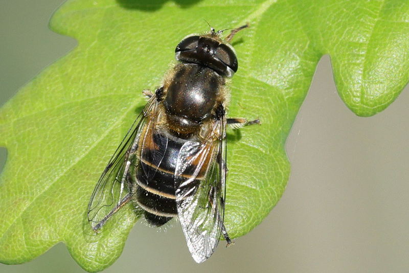 Eristalis nemorum, Puntbijvlieg ♀