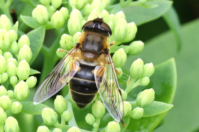 Eristalis pertinax, Kegelbijvlieg ♀