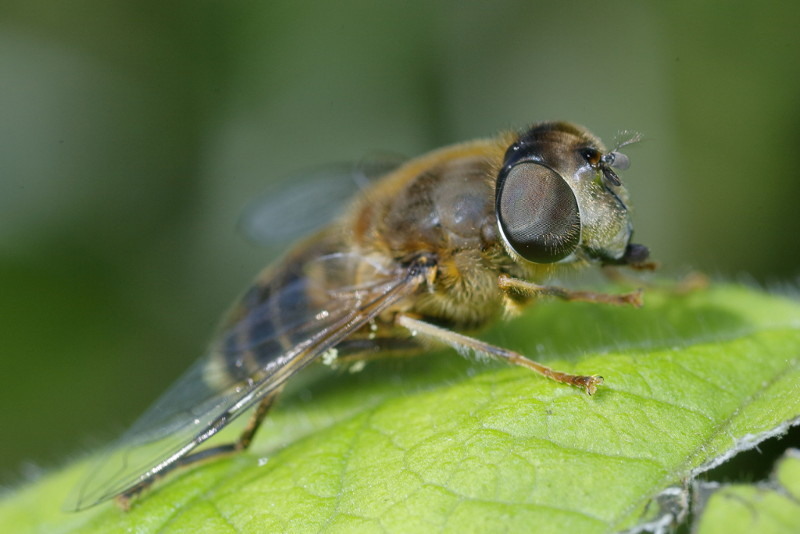 Eristalis pertinax, Kegelbijvlieg ♀