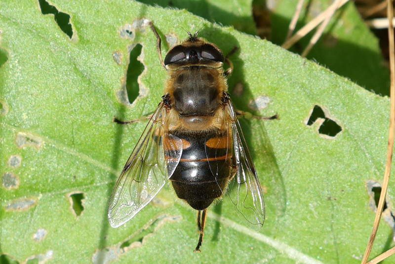 Blinde bij, Eristalis tenax ♀