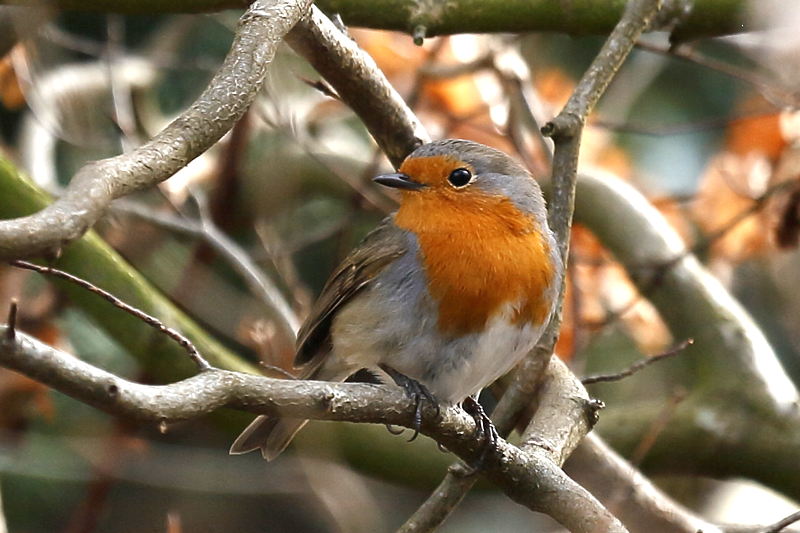 Roodborst, Erithacus rubecula