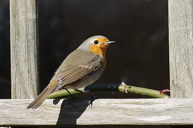 Roodborst, Erithacus rubecula