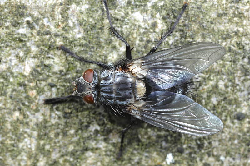 Ernestia rudis ♀