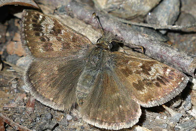 Bruin dikkopje, Erynnis tages (FR)