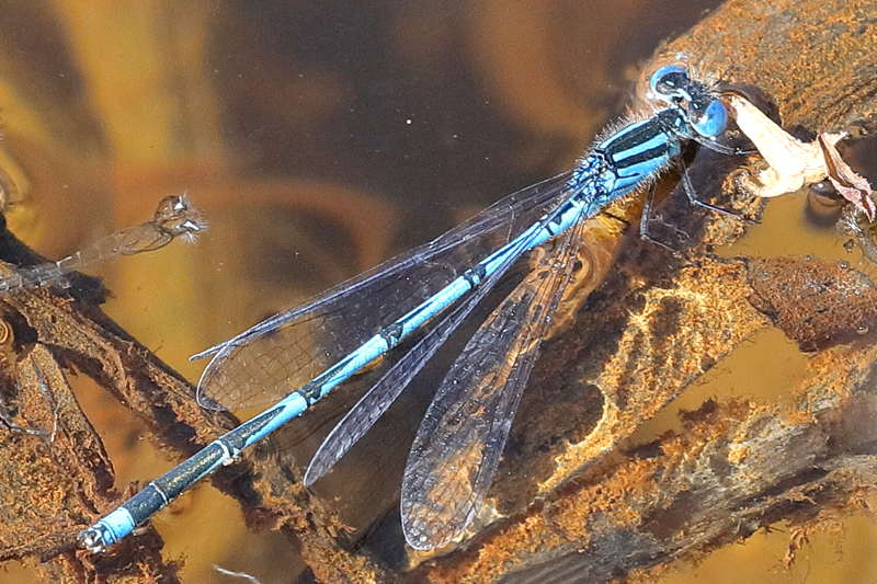 Kanaaljuffer, Erythromma lindenii ♂