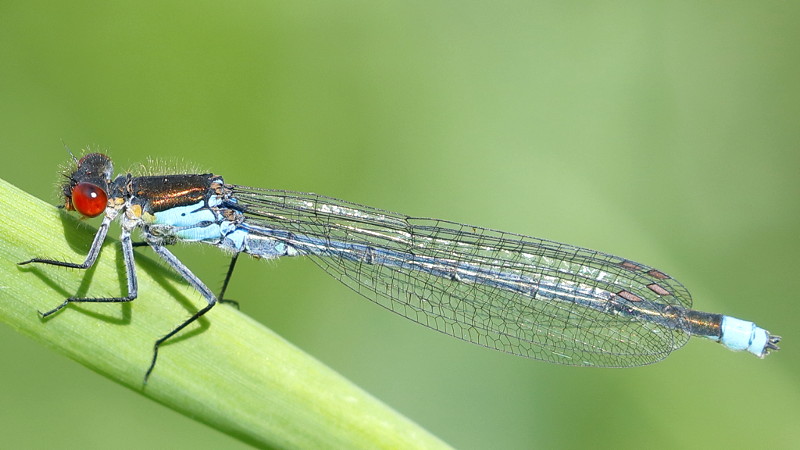 Grote roodoogjuffer, Erythromma najas ♂
