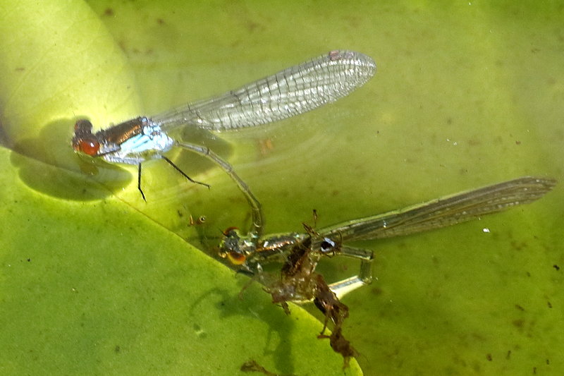 Grote roodoogjuffer, Erythromma najas