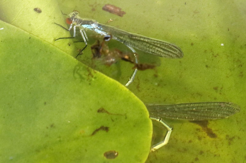 Grote roodoogjuffer, Erythromma najas