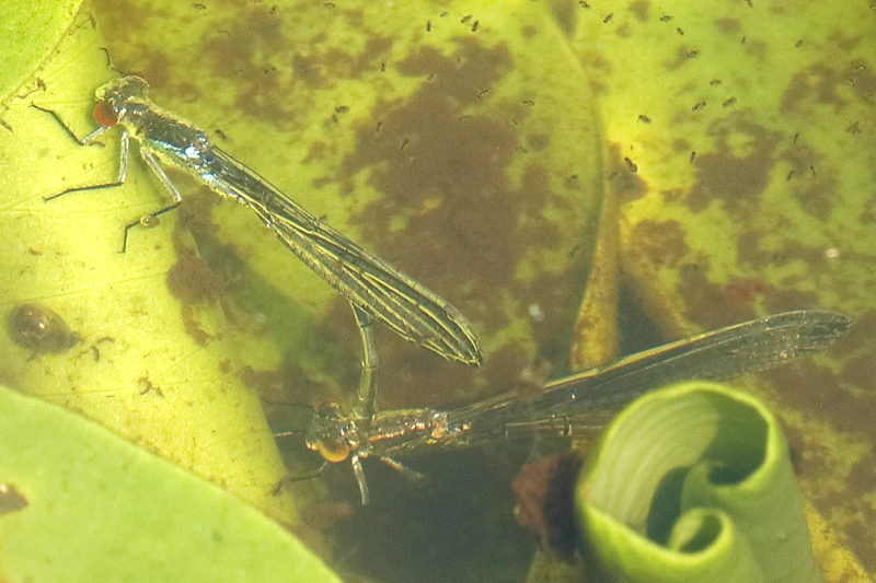 Grote roodoogjuffer, Erythromma najas