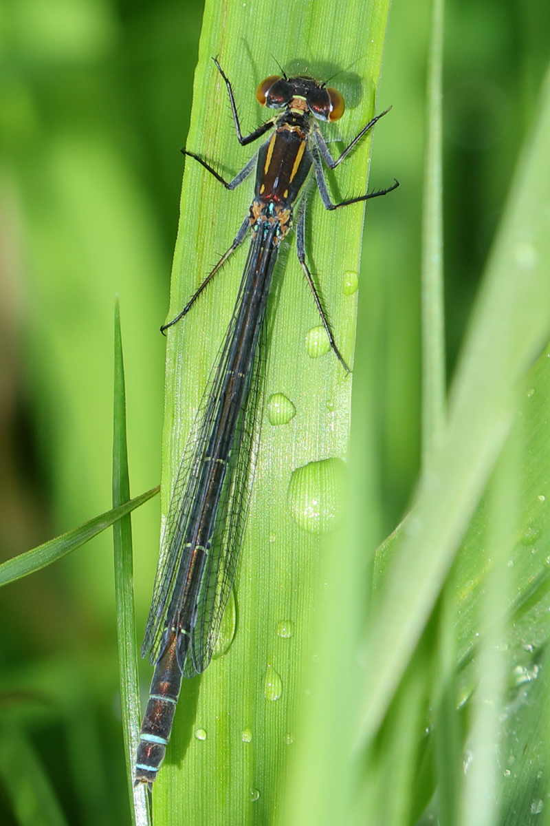 Grote roodoogjuffer, Erythromma najas ♀