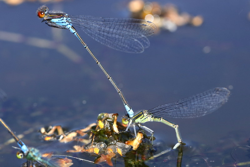 Kleine roodoogjuffer, Erythromma viridulum