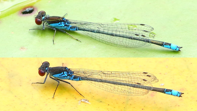Kleine roodoogjuffer, Erythromma viridulum ♂♂
