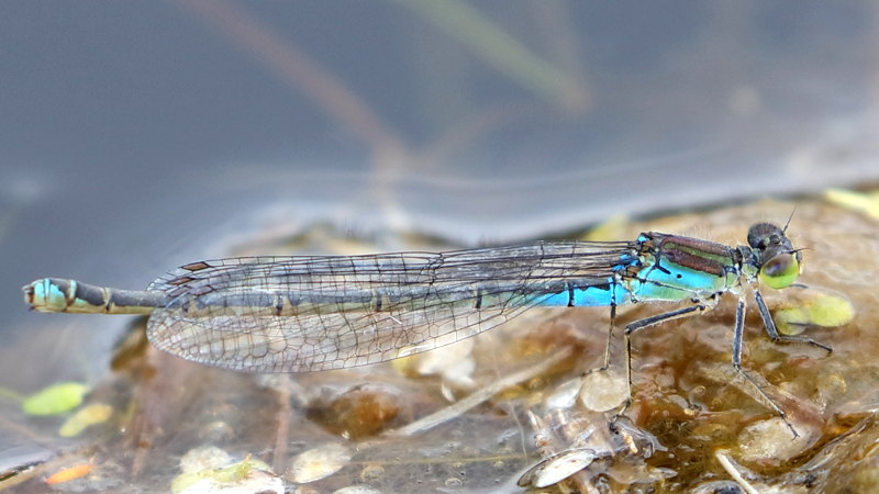 Kleine roodoogjuffer, Erythromma viridulum ♀