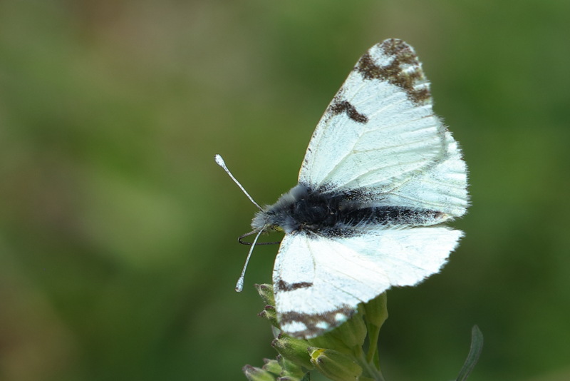 Oostelijk marmerwitje, Euchloe ausonia (BG)