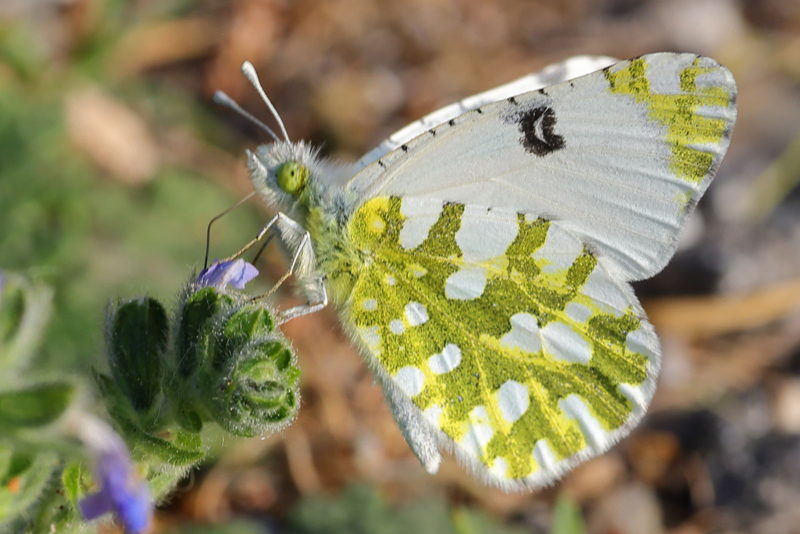 Oostelijk marmerwitje, Euchloe ausonia (GR)