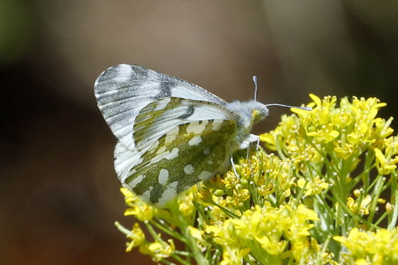Bergmarmerwitje, Euchloe simplonia (FR)
