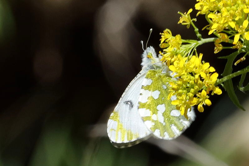 Bergmarmerwitje, Euchloe simplonia (FR)