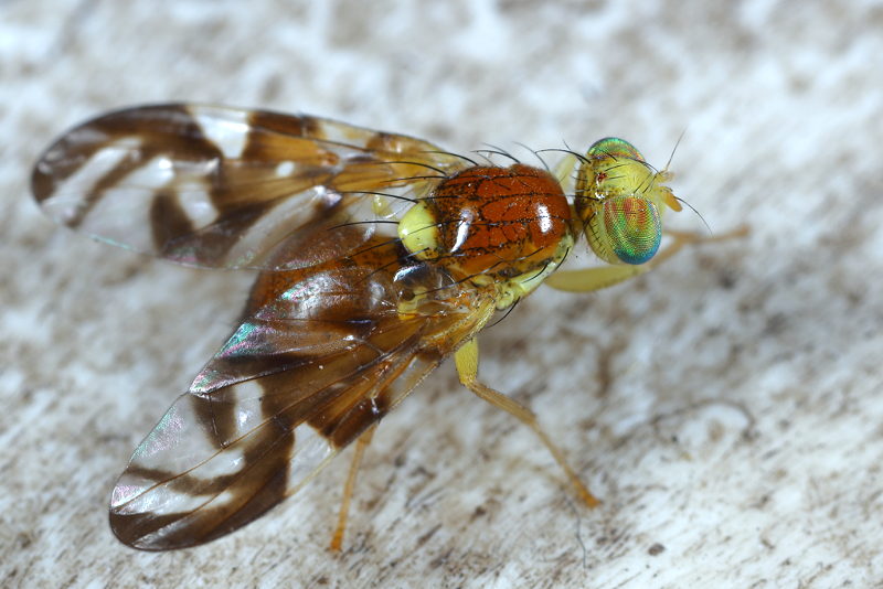 Grote schermbloemboorvlieg, Euleia heraclei ♀