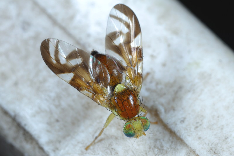 Grote schermbloemboorvlieg, Euleia heraclei ♀