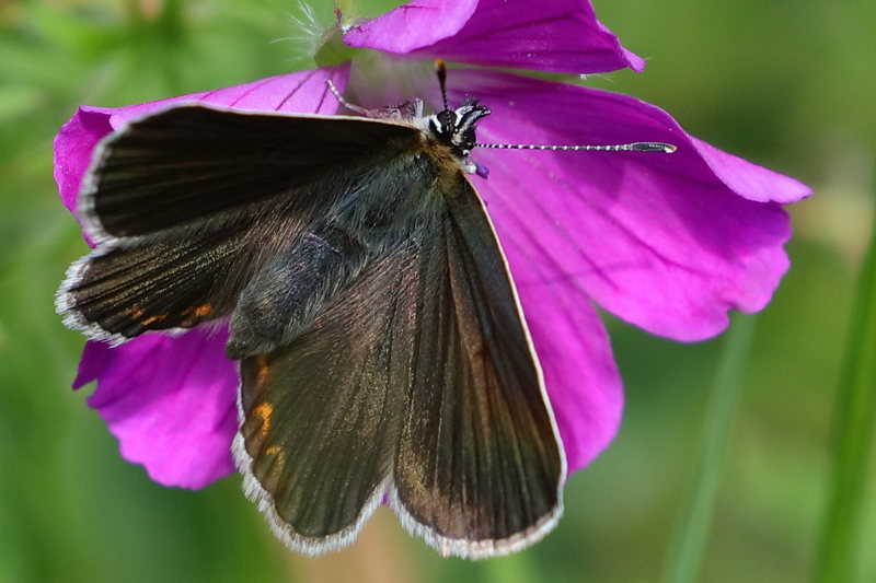 Zwart blauwtje, Eumedonia eumedon (BG)