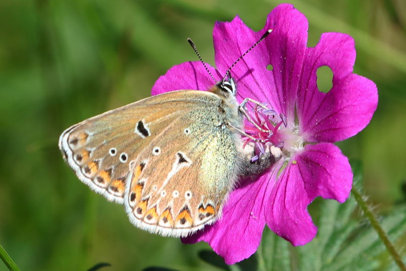 Zwart blauwtje, Eumedonia eumedon (BG)