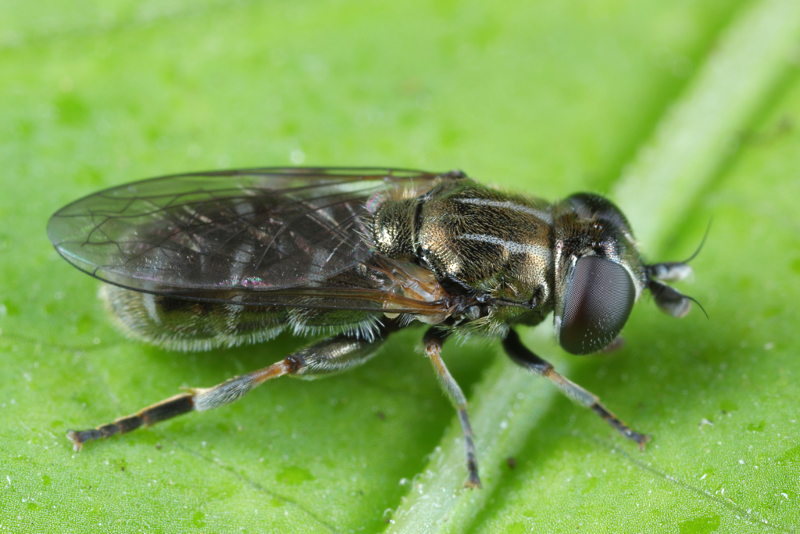 Eumerus strigatus, Gewone bollenzweefvlieg