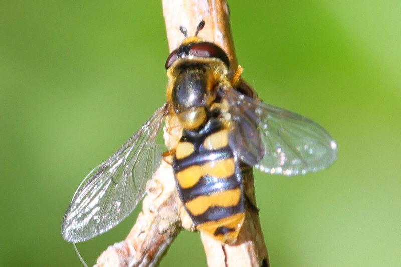 Eupeodes latifasciatus, Gele kommazweefvlieg