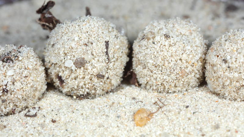 Gevlekte mierenleeuw, Euroleon nostras cocons