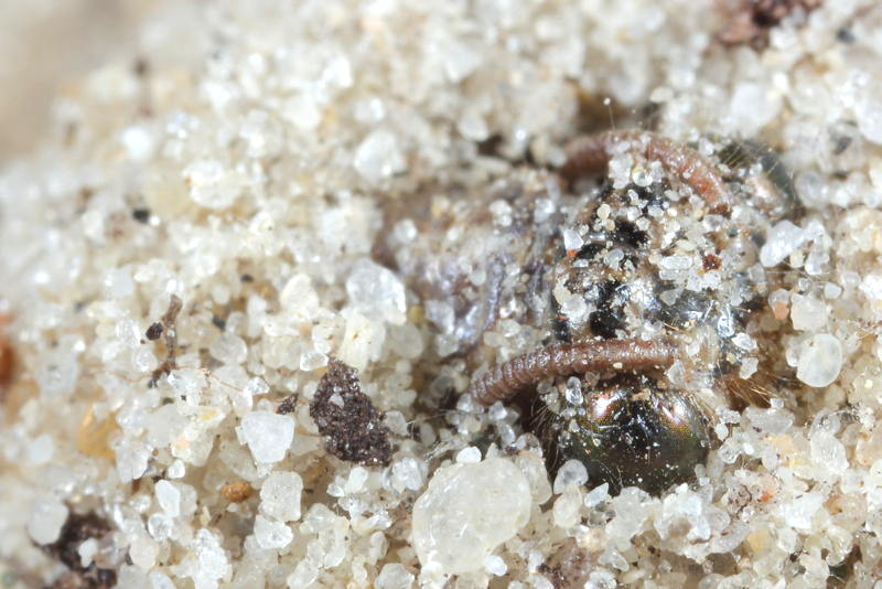 Gevlekte mierenleeuw, Euroleon nostras uitkomen uit cocon