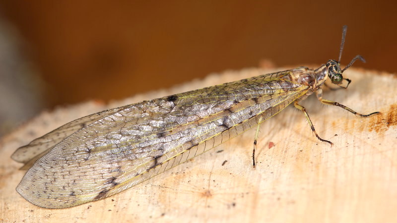 Gevlekte mierenleeuw, Euroleon nostras ♀