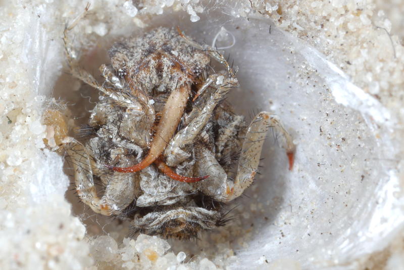 Gevlekte mierenleeuw, Euroleon nostras opengewerkte cocon met oude larvehuid