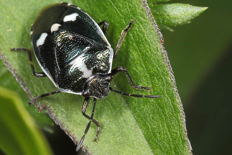 Eurydema oleracea, Koolschildwants