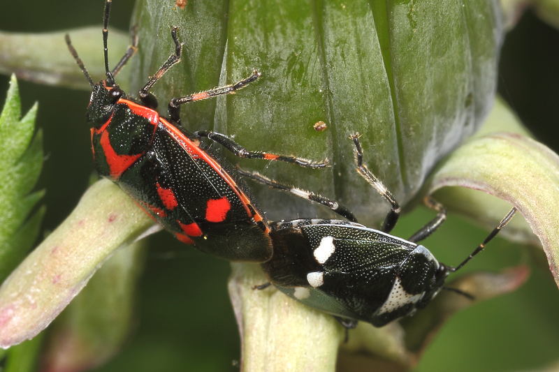 Eurydema oleracea, Koolschildwants