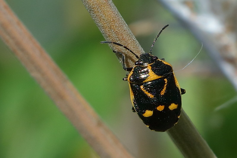 Eurydema oleracea, Koolschildwants