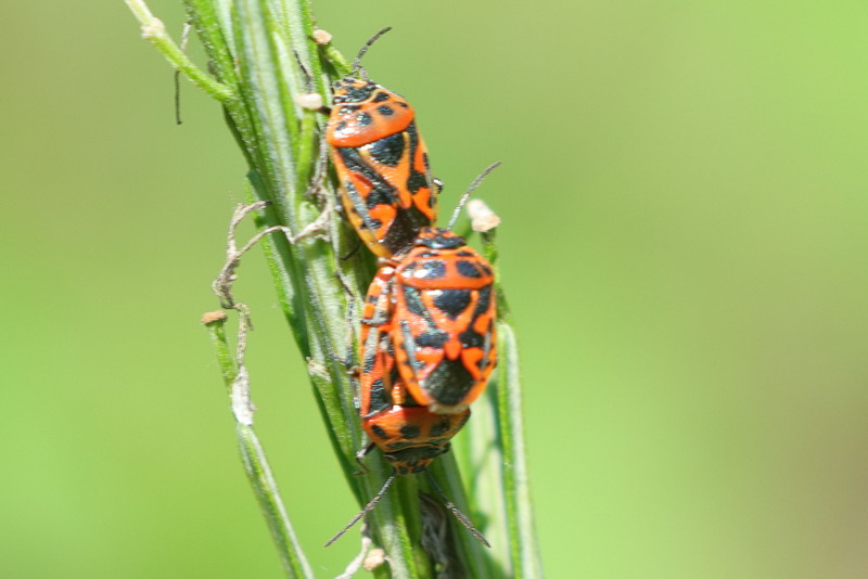 Eurydema ornata, Sierlijke schildwants