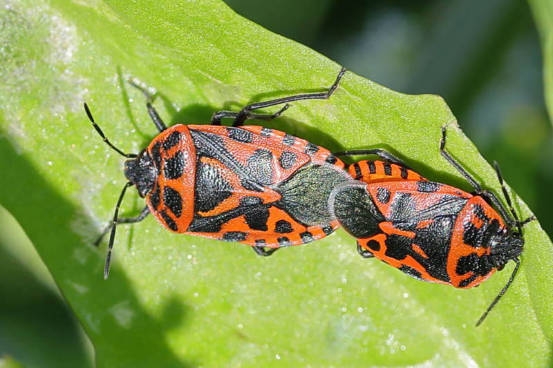 Eurydema ventralis, Zuidelijke koolschildwants