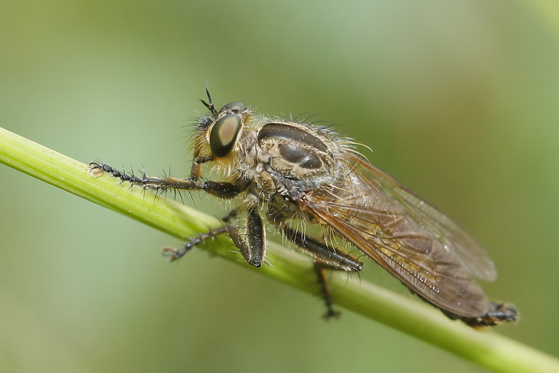 Roodbaardroofvlieg, Eutolmus rufibarbis ♂