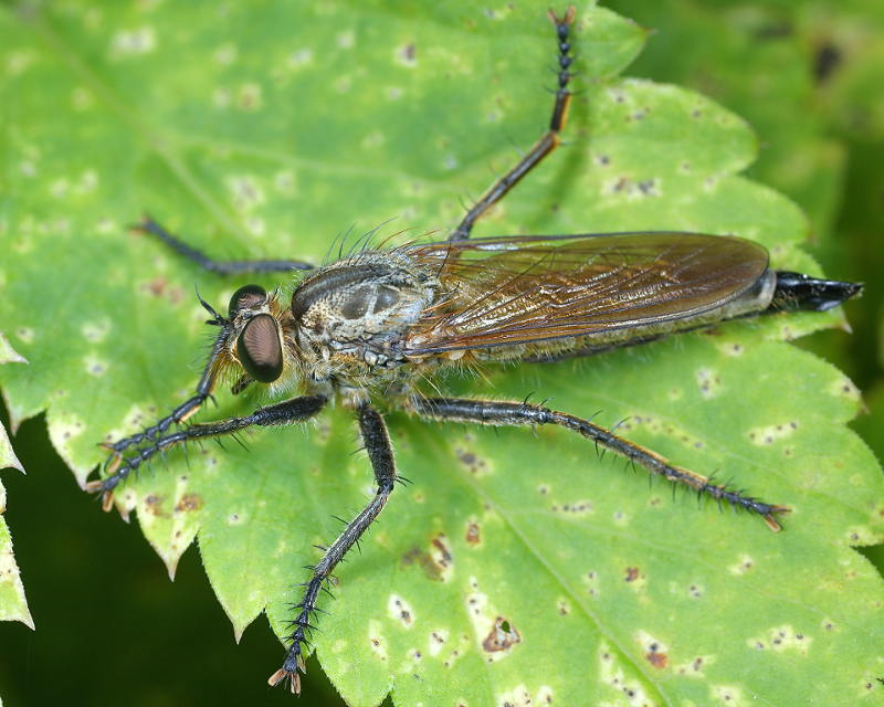 Roodbaardroofvlieg, Eutolmus rufibarbis ♀