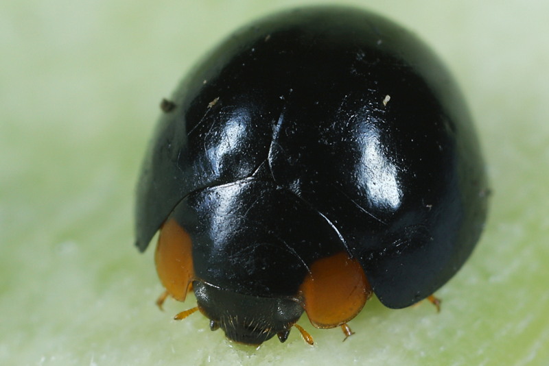 Exochomus laeviusculus &female;