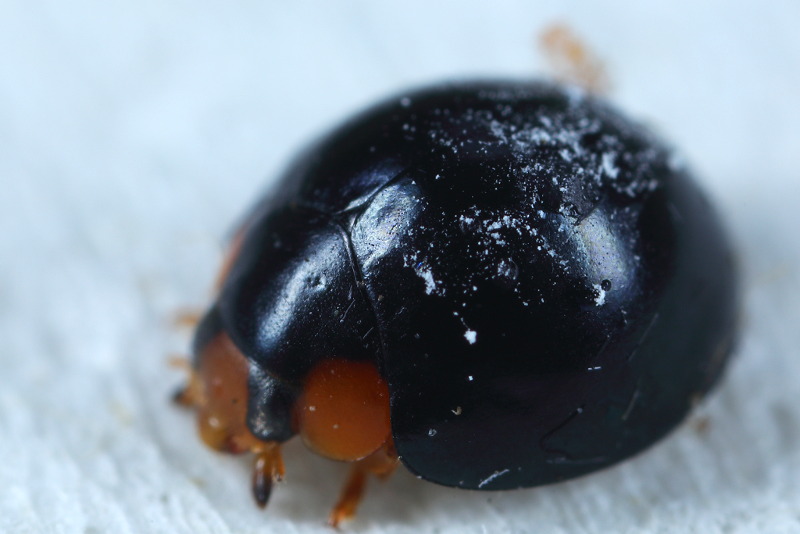 Exochomus laeviusculus &male;