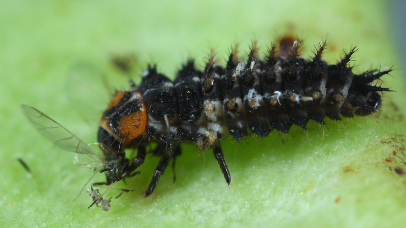 Exochomus laeviusculus larve