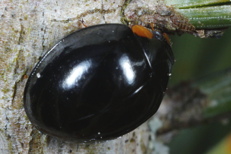 Zwart lieveheersbeestje, Exochomus nigromaculatus