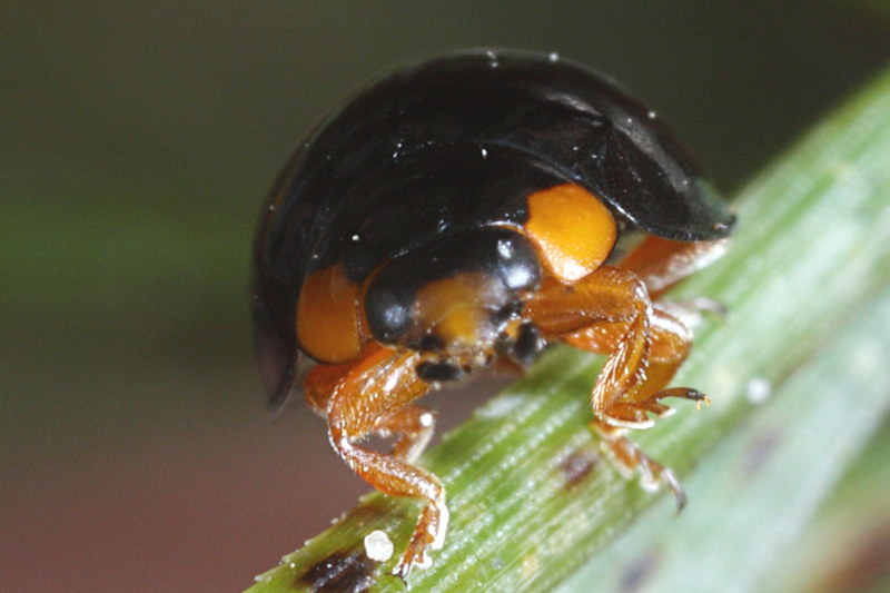 Zwart lieveheersbeestje, Exochomus nigromaculatus