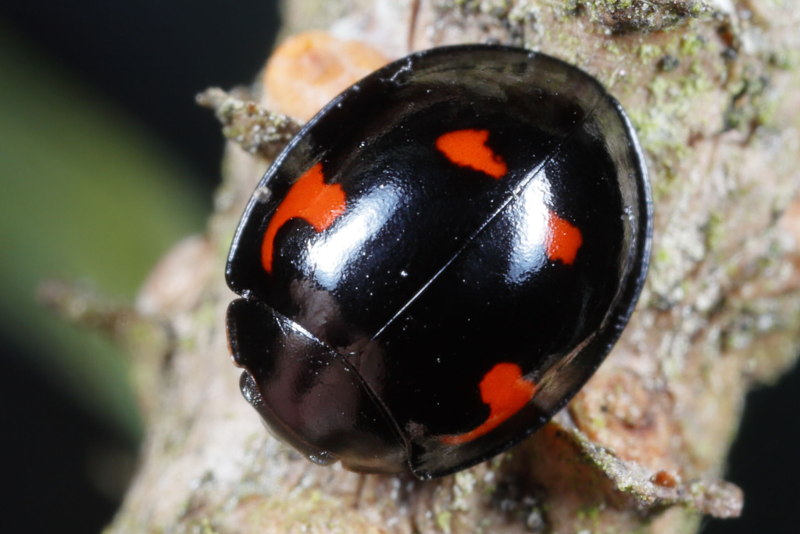 Viervleklieveheersbeestje, Exochomus quadripustulatus