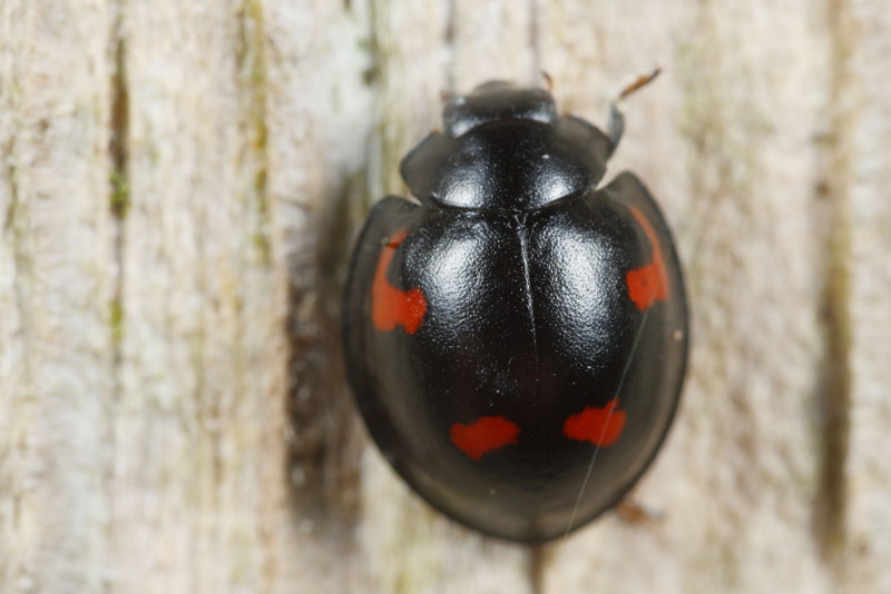 Viervleklieveheersbeestje, Exochomus quadripustulatus